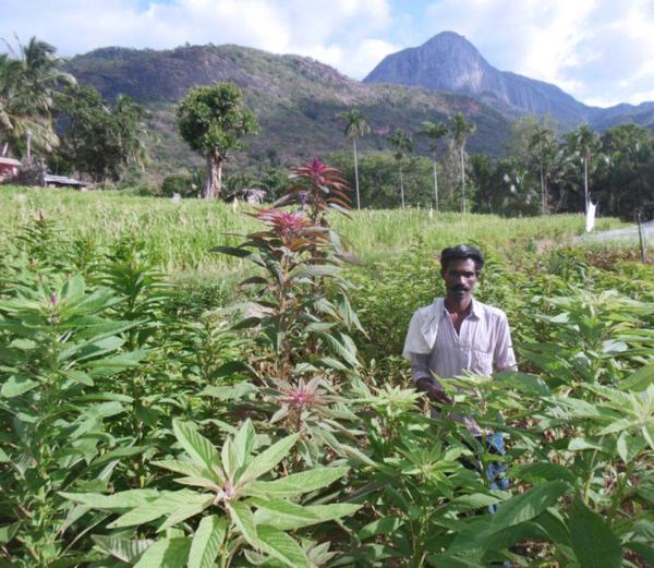 A tribal farmer in the seed farm of Thoppicheera (a spinach species) at Thayannankudy inside the Chinnar Wildli fe Sanctuary in Idukki district.